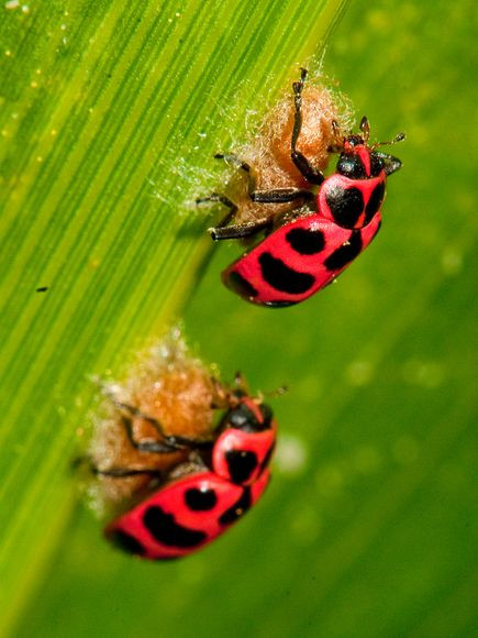 Bọ rùa ăn rệp - một loài gây hại ở vườn.