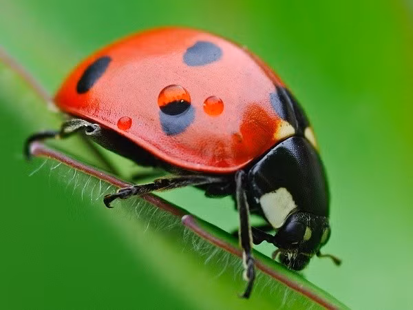Trong tiếng Anh, loài bọ rùa được gọi là “ladybug”, nhưng riêng ở Anh, bọ rùa còn được biết đến với tên gọi “ladybird”.