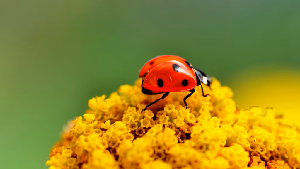 Bạn sẽ hiếm khi nhìn thấy bọ rùa vào khoảng thời gian từ mùa thu cho đến mùa xuân bởi vì chúng sẽ ngủ đông trong suốt những tháng giá lạnh của mùa đông.