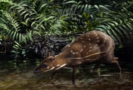 Ngoài ra, cheo cheo còn có khả năng lặn dưới nước khi cảm nhận có kẻ săn mồi gần đó. Chúng có thể nín thở trong khoảng bốn phút.