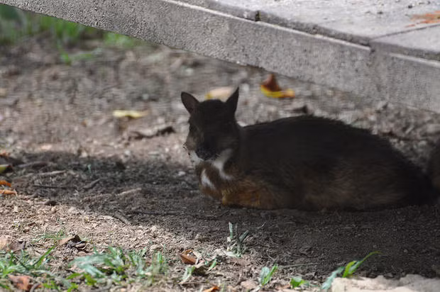 Họ cheo cheo được chia thành 2 chi: cheo cheo đúng (Hyemoschus) và hươu chuột (Tragulus). Hươu chuột đốm đến nay vẫn còn nhiều bí ẩn nên được xếp thành một chi riêng có tên là Moschiola. Tuy thế nhưng chúng có ngoại hình gần như giống nhau hoàn toàn.