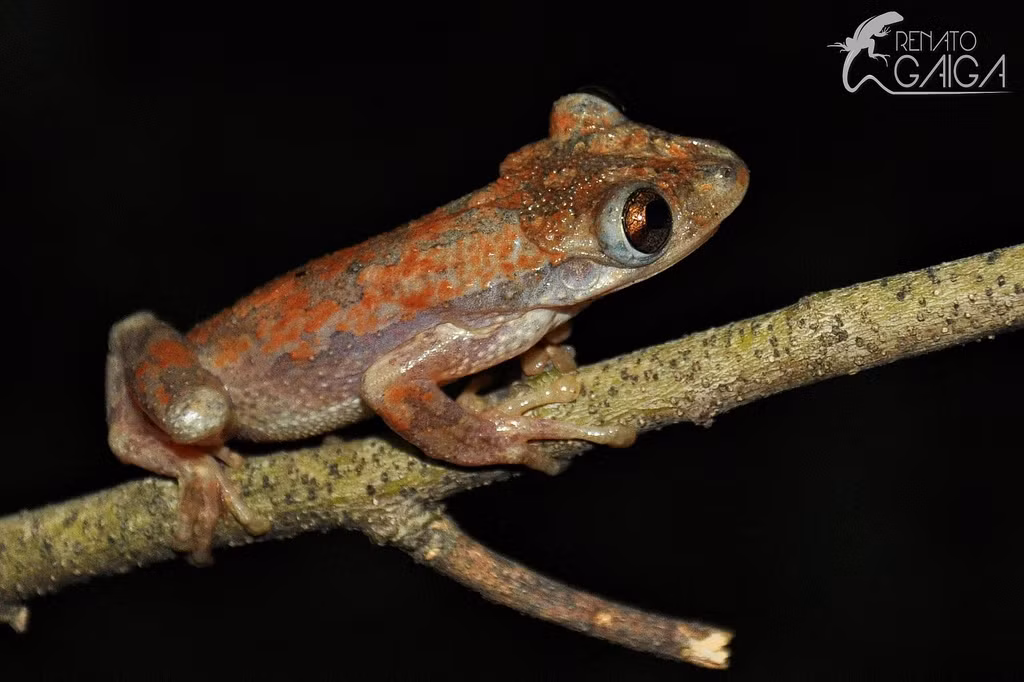 Theo tính toán, một gram nọc độc của ếch Corythomantis greeningi có thể giết chết hơn 24.000 con chuột, hoặc 6 người.