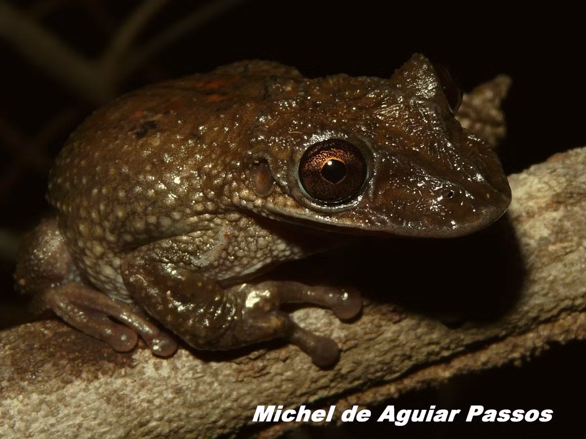 Chính vì sự lợi hại đó nên khi nghiên cứu loài ếch này, các nhà khoa học phải sử dụng găng tay để tránh bị thương.