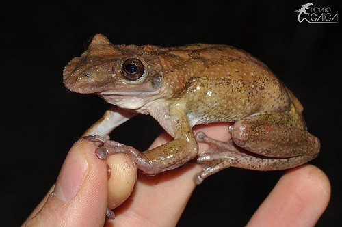 Mặc dù ếch độc không phải là hiếm nhưng Corythomantis Greeningi lại là loài ếch duy nhất không chỉ tiết ra chất độc mà được trang bị vũ khí có thể bơm chất độc vào nạn nhân.