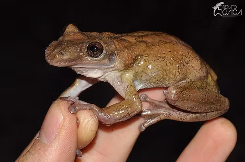 Mặc dù ếch độc không phải là hiếm nhưng Corythomantis Greeningi lại là loài ếch duy nhất không chỉ tiết ra chất độc mà được trang bị vũ khí có thể bơm chất độc vào nạn nhân.