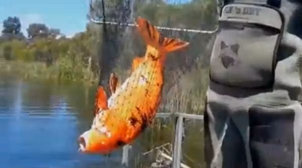 Bat duoc ca vang dot bien tro nen khong lo