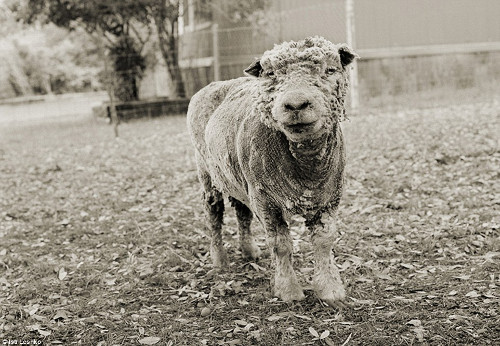  Chú cừu với chiếc áo khoác len rách lả tả bước sang tuổi thứ 13.