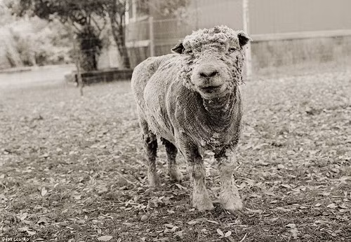  Chú cừu với chiếc áo khoác len rách lả tả bước sang tuổi thứ 13.