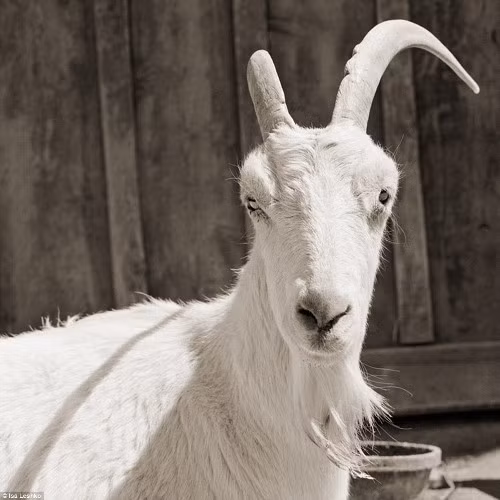 Con dê trắng với ánh nhìn chằm chằm không dễ để đoán tuổi.