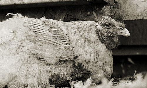 Chú gà trống già đến nỗi cánh đang rụng hết lông.