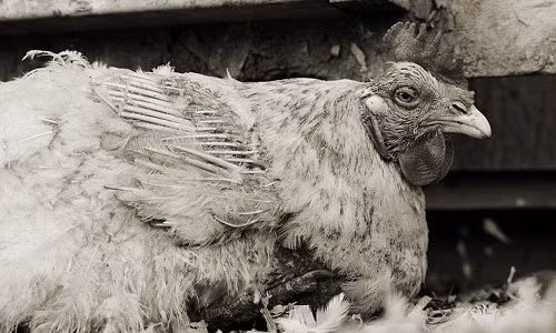 Chú gà trống già đến nỗi cánh đang rụng hết lông.