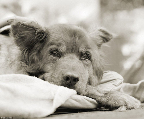 Chú chó 14 tuổi với ánh nhìn khó hiểu.