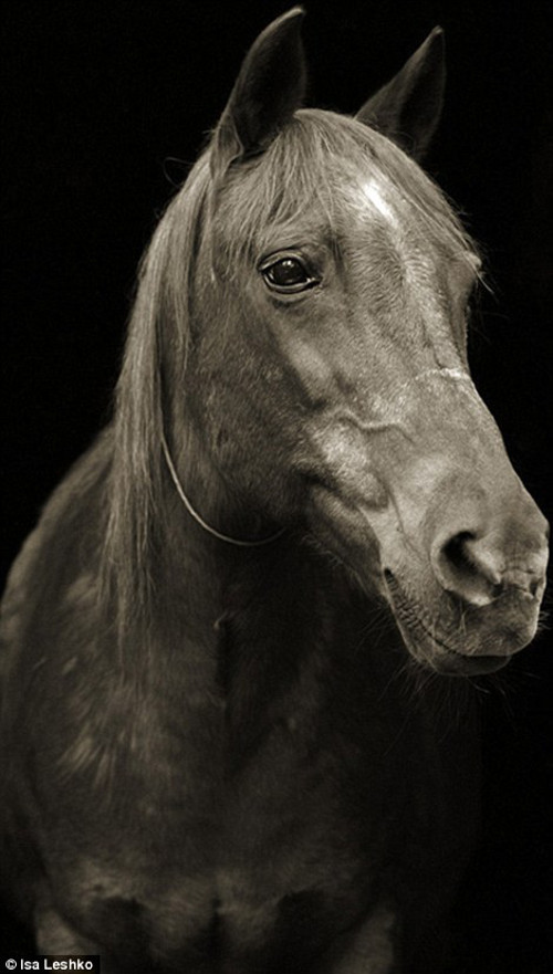 Ngựa già 28 năm tuổi.