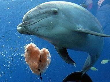 Một con cá heo có tổng cộng 100 cái răng.