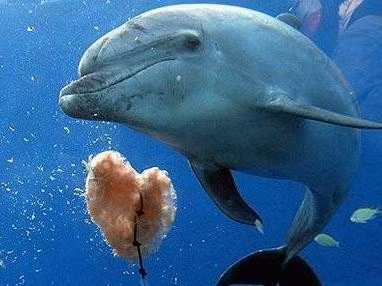 Một con cá heo có tổng cộng 100 cái răng.