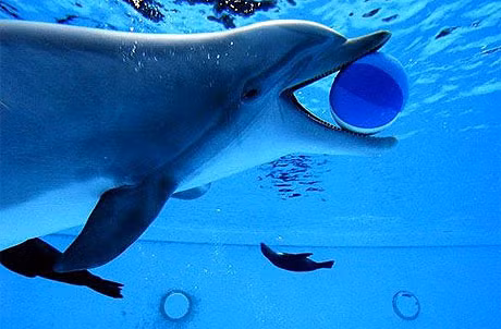 Một con cá heo có thể nín thở trong 30 phút.