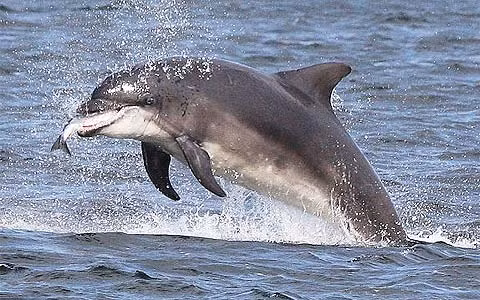 Tuổi thọ trung bình của cá heo là 50 năm.