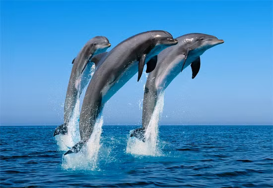 Cá heo lớn nhất thế giới có tên là Boto.