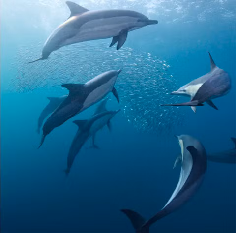 Cá heo không có cơ quan cảm giác nào để ngửi.