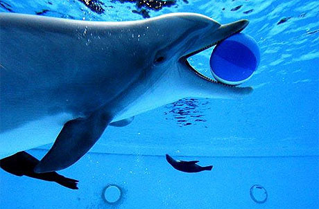 Một con cá heo có thể nín thở trong 30 phút.