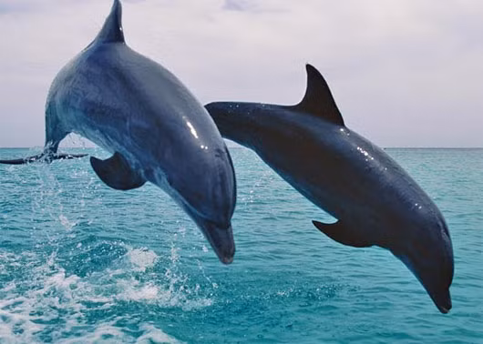 Cá heo không phải là động vật gây nguy hiểm mặc dù nhiều người nghĩ rằng chúng có thể làm hại con người.