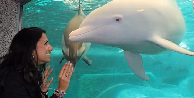 Cá heo bạch tạng có màu hồng với đôi mắt màu đỏ. Cá heo không phải là động vật gây nguy hiểm mặc dù nhiều người nghĩ rằng chúng có thể làm hại con người.