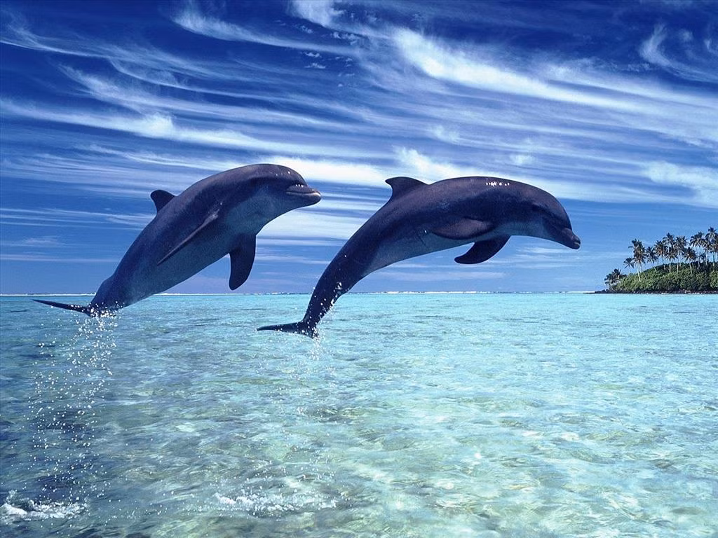 Cá heo có thể bơi với vận tốc hơn 64km/h.