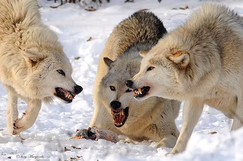 Chó sói có thể sống được tới 13 năm.