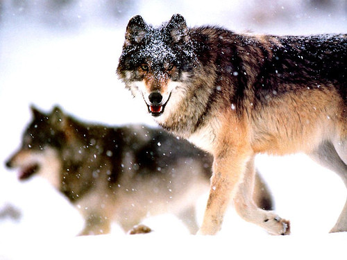 Một con chó sói có thể ăn tới 9kg thức ăn gồm thịt, xương và lông trong một bữa.