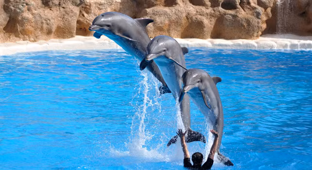Một con cá heo với kích thước trung bình có thể dễ dàng nhảy cao tới 6m so với mặt nước.