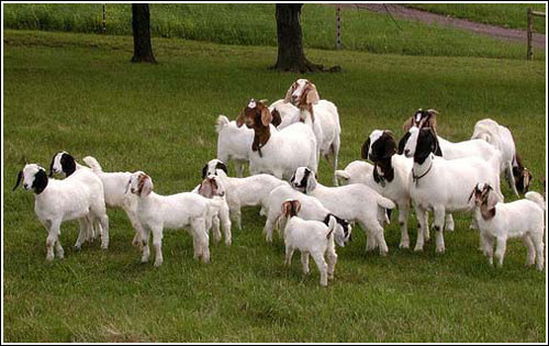 Dê được coi là những “người bạn tốt” với các loài động vật ở trang trại khác như ngựa, bò và gà.