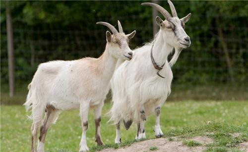 Dê nằm trong số những động vật sạch sẽ nhất và chúng ăn uống có chọn lọc hơn nhiều so với các các động vật khác như bò, cừu, gà và thậm chí là chó. Dê ăn nhiều loại thực vật khác nhau nhưng chúng không muốn ăn thức ăn bẩn hay thức ăn để trên nền nhà hoặc nền đất.