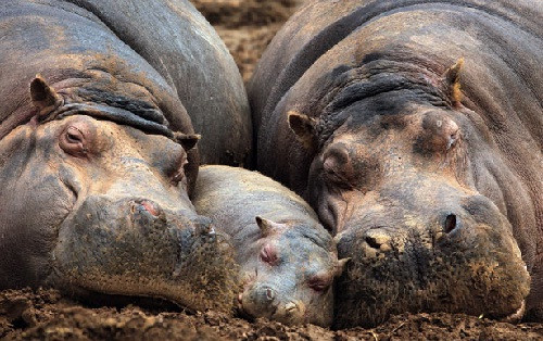 Da của hà mã tiết ra một chất nhờn màu đỏ có tác dụng bảo vệ chúng khỏi bị cháy nắng.