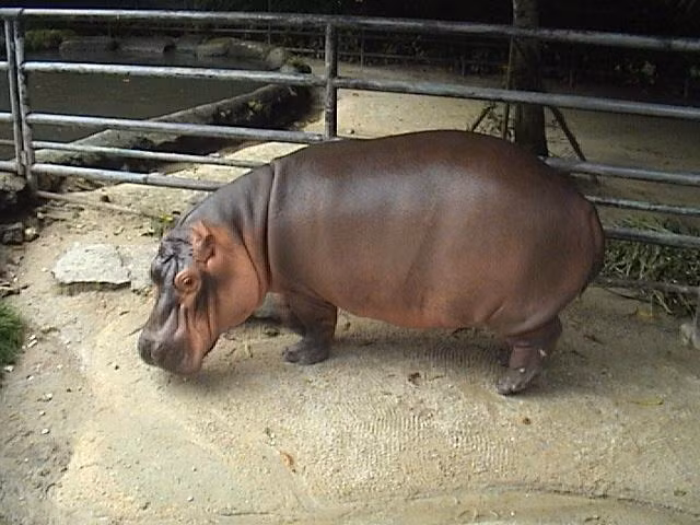 Hà mã có thể nhìn, ngửi và nghe thấy khi chúng ở dưới nước vì tai, mắt và lỗ mũi của chúng nằm ở vị trí cao trên đầu. Hà mã có thị lực tốt cũng như có thính giác và khả năng đánh hơi nhạy bén.