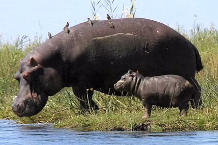 Hà mã cái mang thai trong 230 ngày. Mỗi lần nó chỉ sinh được một hà mã con. Hà mã mẹ sẽ bảo vệ hà mã con khỏi sư tử, báo, cá sấu và những con hà mã đực. Hà mã con sẽ bú sữa mẹ trong vòng một năm đầu. Nhưng vài tuần sau khi sinh, hà mã con cũng ăn thêm cỏ.