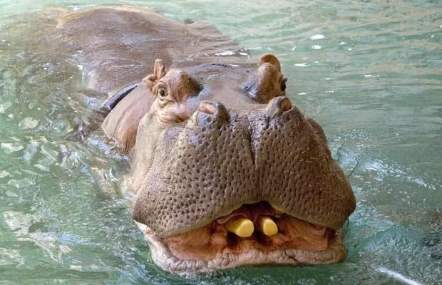 Hà mã sống theo đàn gồm từ 10-30 con. Chúng có thể sống được tới 45 năm trong môi trường tự nhiên. Họ hàng gần nhất của hà mã là cá voi và cá heo. Hà mã không có tuyến mồ hôi nên chúng dành phần lớn thời gian ở dưới nước và đây là cách là duy nhất để chúng không bị quá nóng