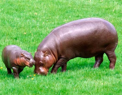 Hà mã có hai loại: hà mã thường và hà mã lùn. Hà mã thường có thể dài tới 3,6m và nặng hơn 3 tấn. Trong khi đó, hà mã lùn - loài hà mã được xem là động vật quý hiếm - có thể dài tới 1,7m và nặng 272kg.