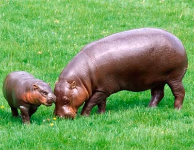 Hà mã có hai loại: hà mã thường và hà mã lùn. Hà mã thường có thể dài tới 3,6m và nặng hơn 3 tấn. Trong khi đó, hà mã lùn - loài hà mã được xem là động vật quý hiếm - có thể dài tới 1,7m và nặng 272kg.