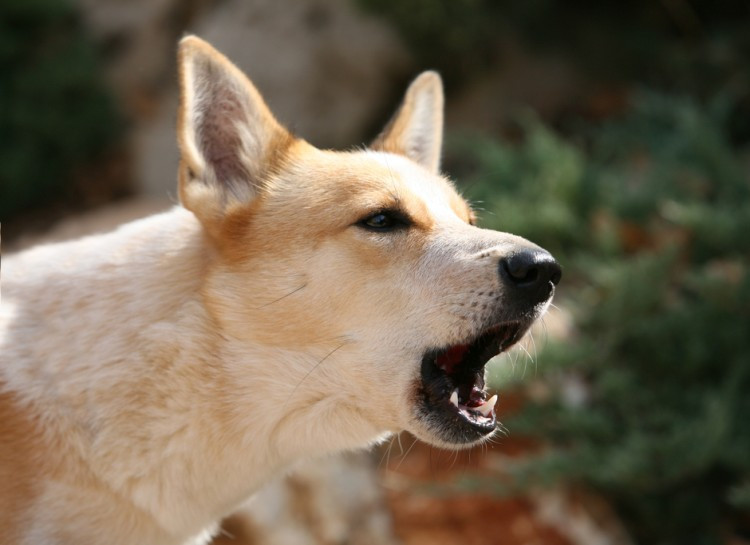 Chó sủa vì nhiều lý do, như để thu hút sự chú ý, đói, chán nản, sợ hãi, muốn bảo vệ, khi vui đùa, và hay sức khỏe không tốt. Chó cũng sủa để giao tiếp với nhau.