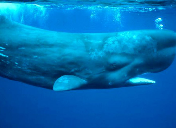 Tương tự như doi, cá voi phát ra âm thanh xung ngắn và nhận lại phản xạ tiếng vang nhằm xác định vị trí, khoảng cách, kích thước, và thậm chí cả hình dạng của các đối tượng, bao gồm đồng loại hay con mồi.