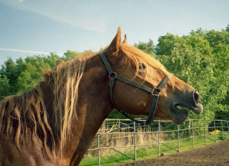 Không giống các bộ phim điện ảnh, ngựa không hí khi xung trận mà hí khi lạc đường hoặc khi cố gắng tìm người hay tìm một con ngựa khác hoặc lần đầu tiên tới nơi ở mới. Ngoài ra, chúng sử dụng rất nhiều loại ngôn ngữ cơ thể nhờ tai, mặt, đầu, chân hay đuôi.