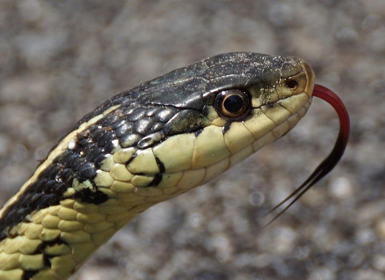 Loài rắn không rít để giao tiếp với nhau mà để dọa nhau và tránh kẻ săn mồi. Tuy nhiên, không phải loài rắn nào cũng rít.