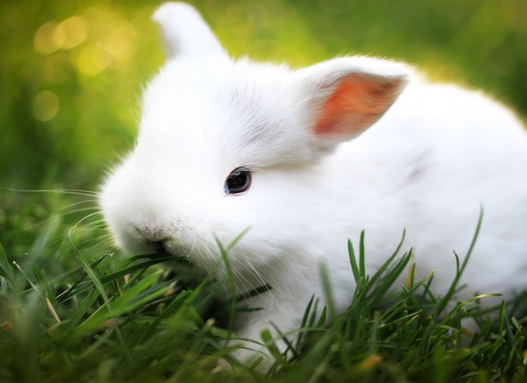 Tiếng răng lập cập của loài thỏ thường được dùng để báo hiệu sự hài lòng của nó. Tuy nhiên, khi tiếng lập cập này lớn hơn, nghĩa là con thỏ đang đau đớn. Tiếng gầm gừ nghĩa là chúng đang tức giận, còn khi kêu to nghĩa là chúng đang tán tỉnh.