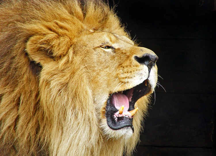 Sư tử gầm vì nhiều lý do khác nhau. Ví dụ, sư tử đầu đàn thường gầm để cảnh báo những con khác đây là lãnh thổ của nó. Ngoài ra, chúng cũng dùng tiếng gầm để giao tiếp với nhau. Mỗi con sư tử có tiếng gầm khác nhau như một dấu hiệu để phân biệt.