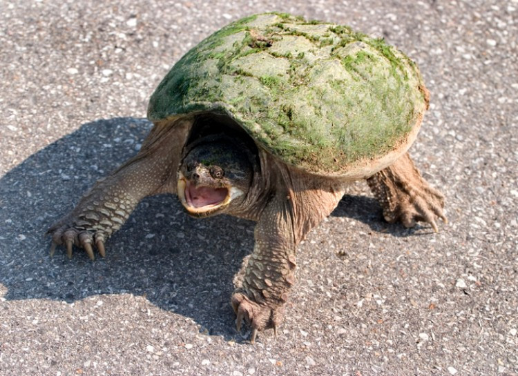 Khi sợ hãi, rùa thường rít lên nhưng đó không phải là âm thanh phát ra từ miệng rùa mà là do khi sợ hãi, rùa thường nhanh chóng rụt đầu vào mai. Chính động tác đó đã tạo nên âm thanh như tiếng rít.