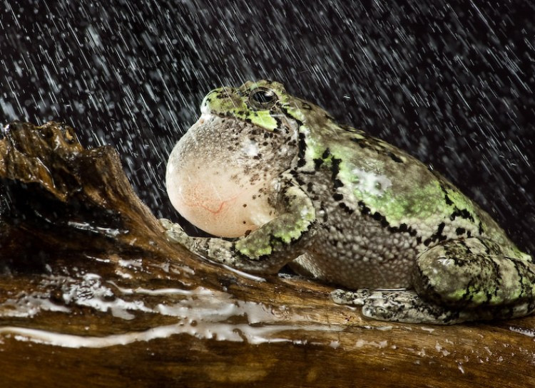 Tiếng ếch kêu là ví dụ điển hình của một âm thanh lớn phát ra từ một chiếc miệng nhỏ. Nó có ý nghĩa đa dạng, từ thu hút bạn tình đến gây hấn xâm lược.