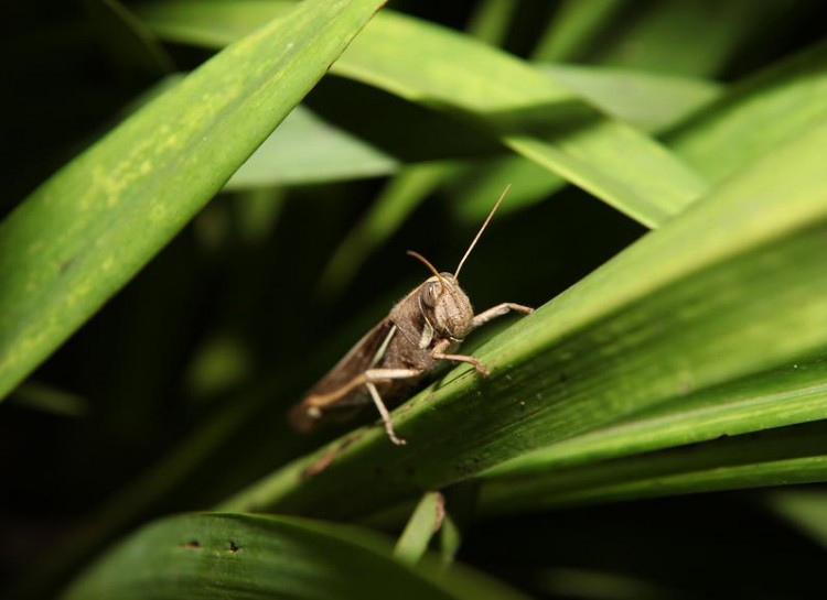 Chỉ dế đực mới có thể gáy, tạo thành những “ca khúc” để tán tỉnh, thu hút con cái, giữ con cái ở gần sau khi giao phối và thể hiện quyền lực trên lãnh thổ của mình. Ngoài ra, chúng còn có “tai” ở chân trước, giúp nghe những con dế khác.