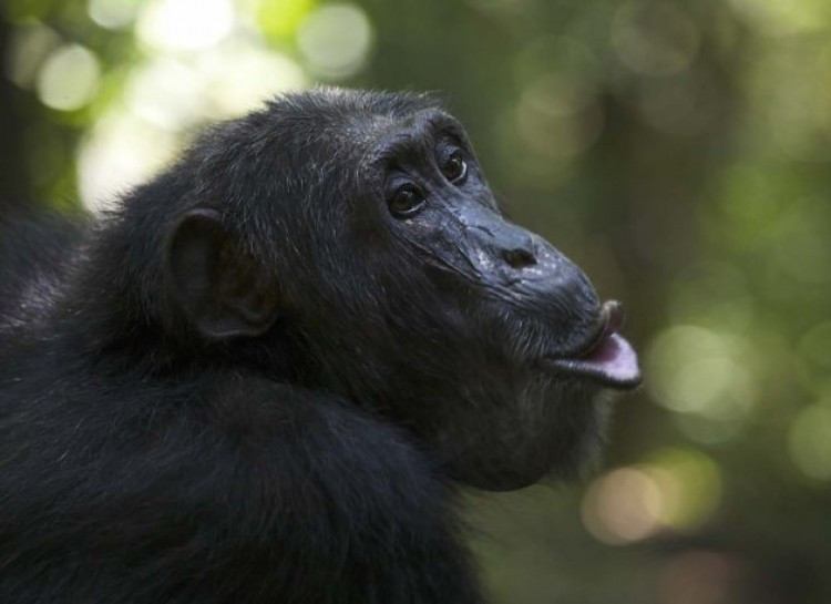Tinh tinh, một trong những loài tiến hóa gần nhất với chúng ta, có hệ thống giao tiếp khá phức tạp. Dường như chúng có thể giao tiếp về bất cứ điều gì chúng cần bằng cách sử dụng khoảng 30 âm thanh khác nhau với ý nghĩa riêng.
