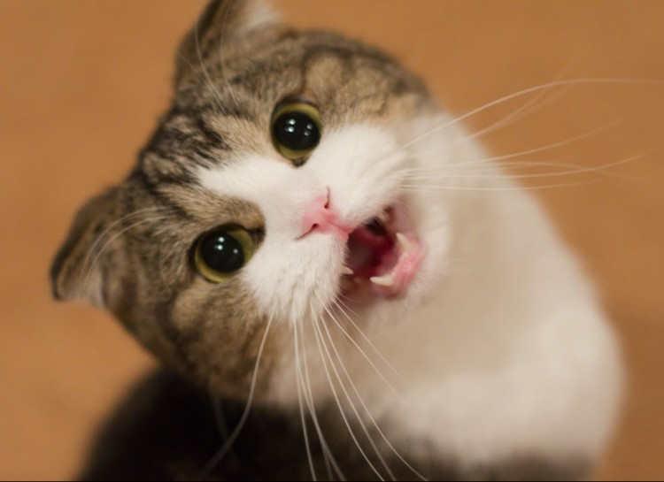 Theo nghiên cứu, mèo có thể tạo ra 30 loại âm thanh khác nhau, trong đó có 19 âm thanh là các biến thể của tiếng meow. Chúng được sử dụng để giao tiếp trong thế giới mèo cũng như khi mèo muốn “nói chuyện” với con người.