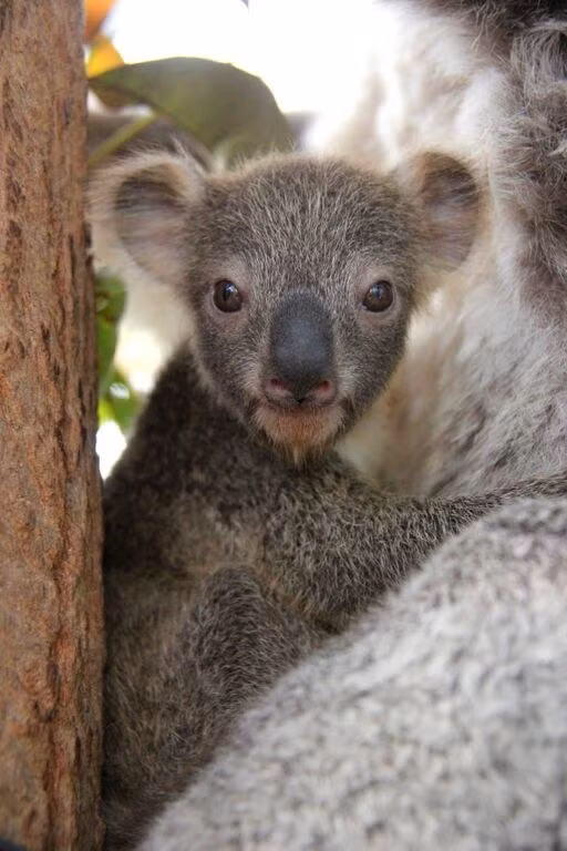 Chẳng bao lâu nữa, chú gấu túi sẽ biết ăn lá cây bạch đàn – loại thức ăn yêu thích nhất của hai mẹ con.